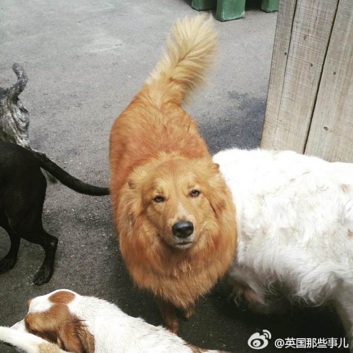 [囧图]原来faceapp那个魔性的大牙是塘主原装的