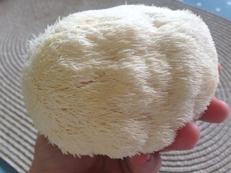 以色列培育改良猴头菇 命名“特朗普头菇”