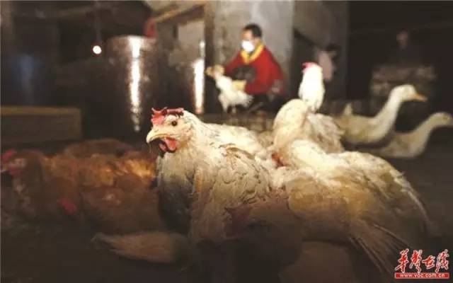 截至5日湖南20人感染H7N9，不必恐慌，但这些事情你一定要知道！
